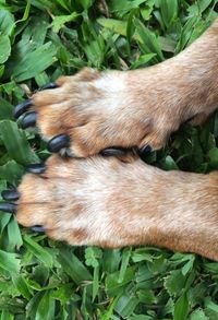 Close-up of dog on grass