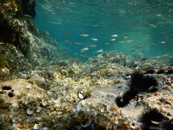 View of coral swimming in sea