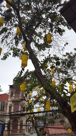 Low angle view of tree hanging against sky