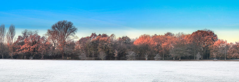 Trees against sky during winter