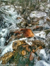 Stream flowing through forest