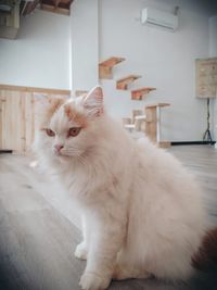 Cat sitting on floor at home