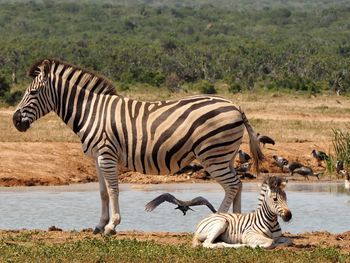 Zebra and zebras drinking water