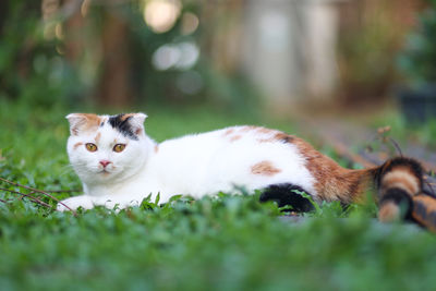 Portrait of cat on field