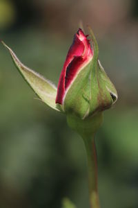 Rose flower bud