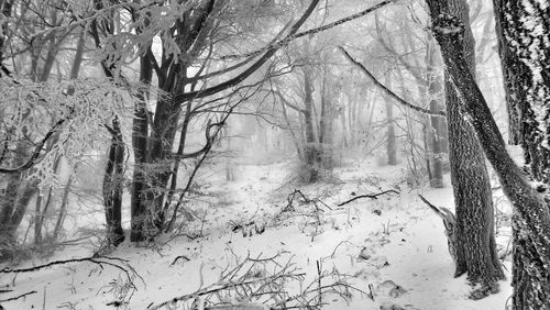 Bare trees in forest during winter