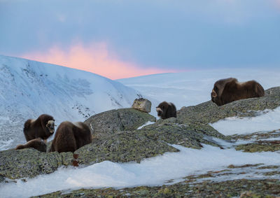 View of sheep on snow covered mountain against sky