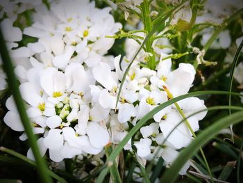 Close-up of white flowering plant