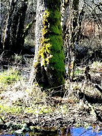 Close-up of moss growing on tree trunk in forest