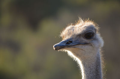 Close-up of ostrich