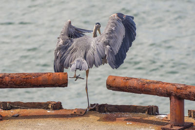 Blue heron perching on railing against sea