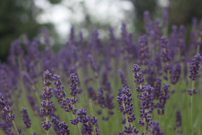 Close-up of lavender flowers blooming on field