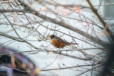 Close-up of bird perching on branch