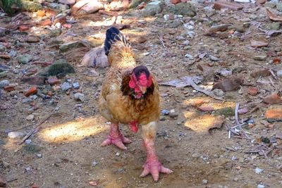 High angle view of rooster on field