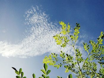 Low angle view of plants against blue sky