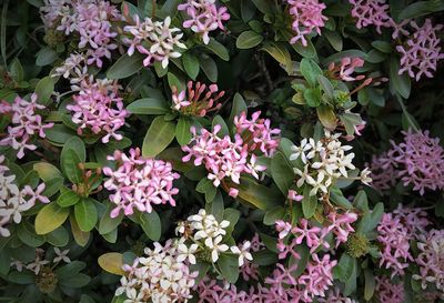 Close-up of pink flowering plants