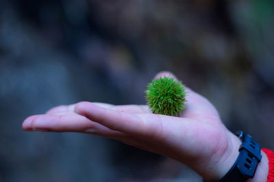 Close-up of hand holding cactus