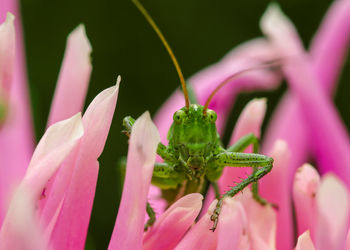 Close-up of insect on pink flower