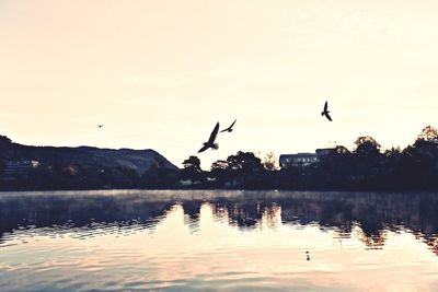 Bird flying over river at dusk