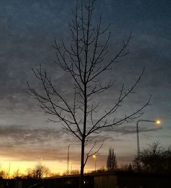 Silhouette bare tree against sky at night