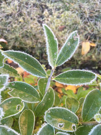 Close-up of leaves