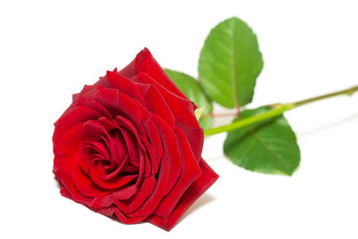 Close-up of red rose against white background