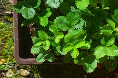 High angle view of green leaf on plant