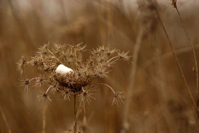 Close-up of thistle flower on field