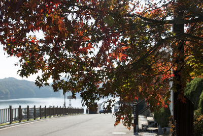 Trees by road against sky during autumn
