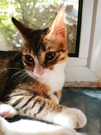 Close-up portrait of a cat