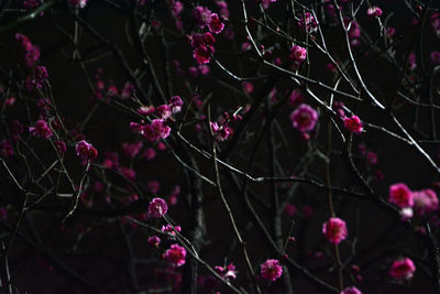 Close-up of pink flowering plants