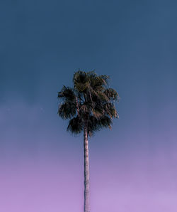 palm tree