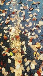 Autumn leaves on ground