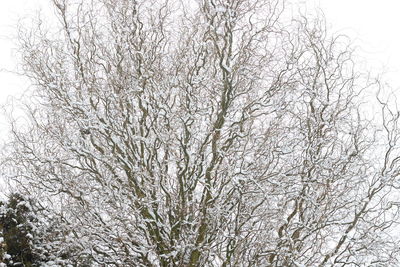 Low angle view of frozen bare tree against sky