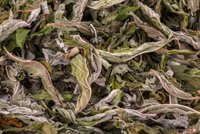 Close-up full frame macro background of natural dried mint leaves