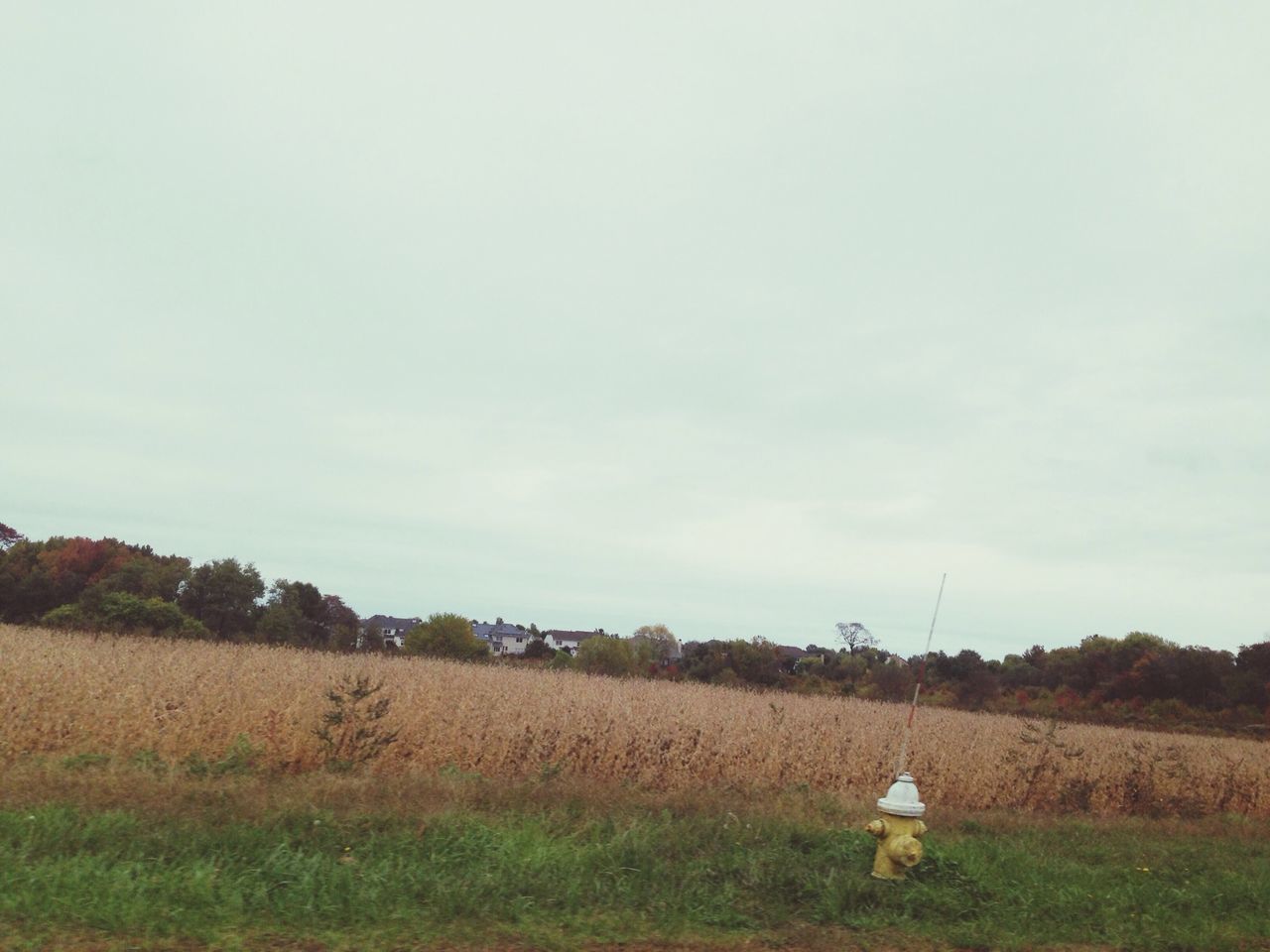 field, landscape, sky, grass, rural scene, tranquil scene, tranquility, nature, scenics, grassy, cloud - sky, windmill, tree, beauty in nature, wind power, day, non-urban scene, outdoors, agriculture, no people