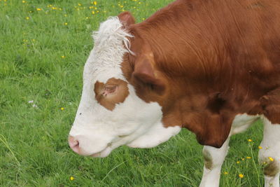 Cow in a field