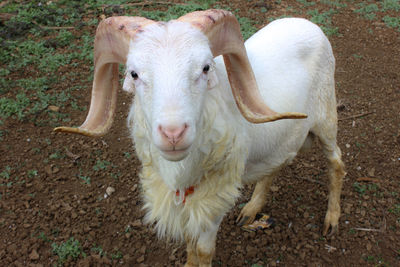 Portrait of sheep on field