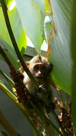 Close-up of monkey on plant