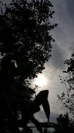 Low angle view of trees against sky