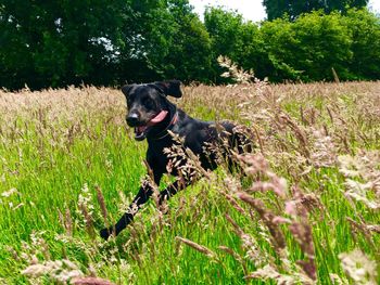 Dog on field