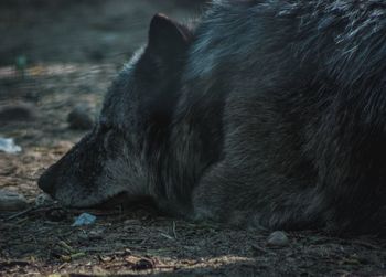 Close-up of dog relaxing on field