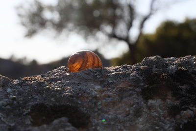 Close-up of shell on rock