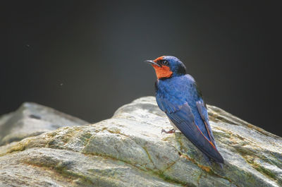 Blue caped pacific swallow on a boulder