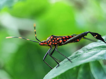 Close-up of butterfly on leaf