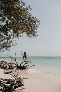 Rear view of woman on bare tree at beach