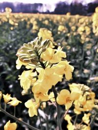 Close-up of yellow flowers blooming outdoors