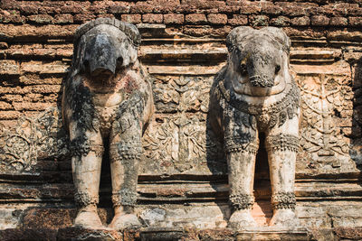 View of an animal on wall