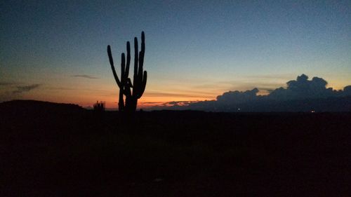 Silhouette cactus on landscape against sky during sunset