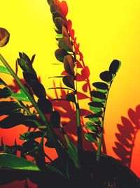 Close-up of silhouette plants against sky